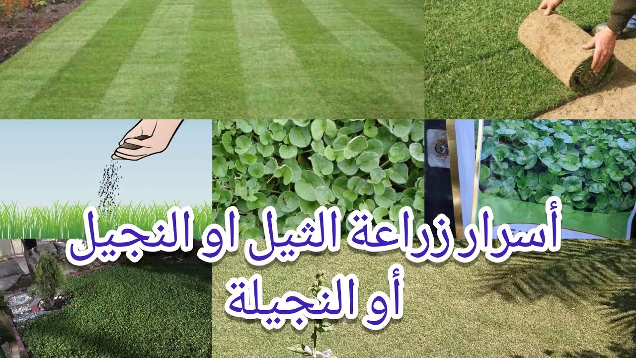 زراعة الثيل او النجيل أو النجيلة تعرفوا على أسرار الزراعة والتسميد والسقي الفيديو من حديقتي المنزلية