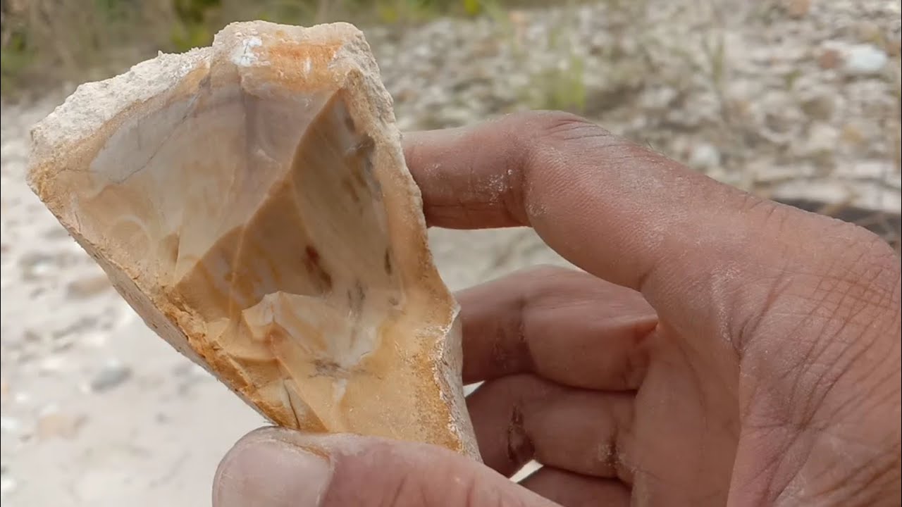 Fosil Kayu Jati, Fosil Kayu yang Termahal