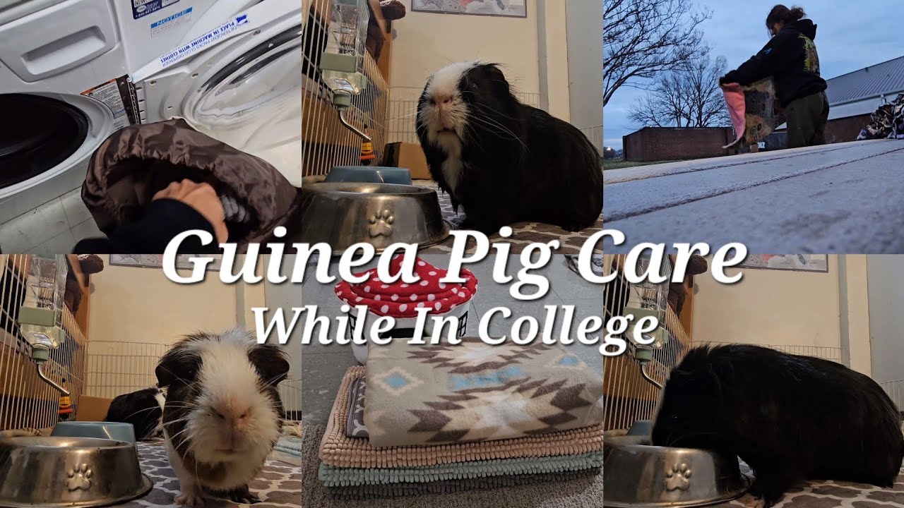 WEEKLY GUINEA PIG CLEANING ROUTINE, how I clean my guinea pigs cage in a college dorm