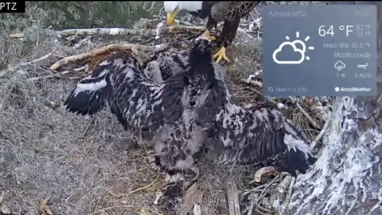 Big eaglet bonk small eaglet during self feeding | Kisatchie National Forest E-1 | Mar 3, 26