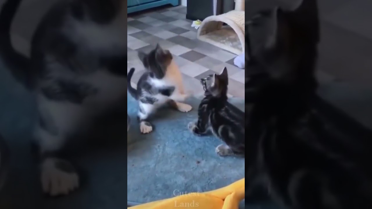 Dois gatinhos #Shorts