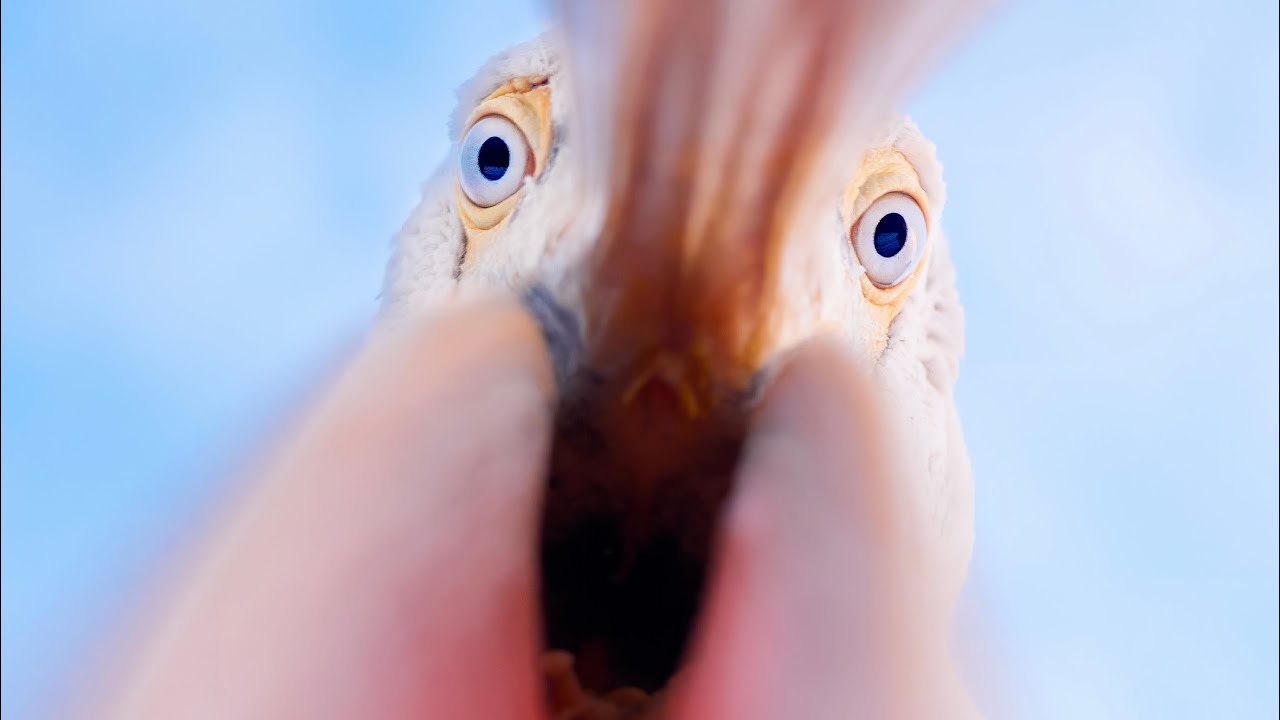 AI Slop Witch Hunt: My Wildlife Footage Was So Good It Was Removed - Best Compliment Ever