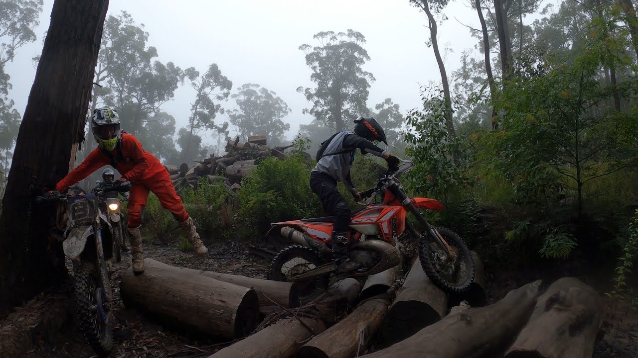 Ourimbah State Forest