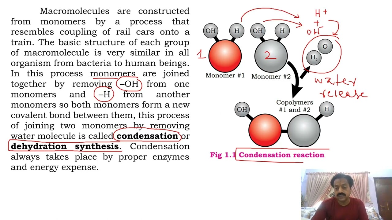 Chapter 1: Biological molecules / (Part 3) / Condensation and Hydrolysis / Sindh Text Board