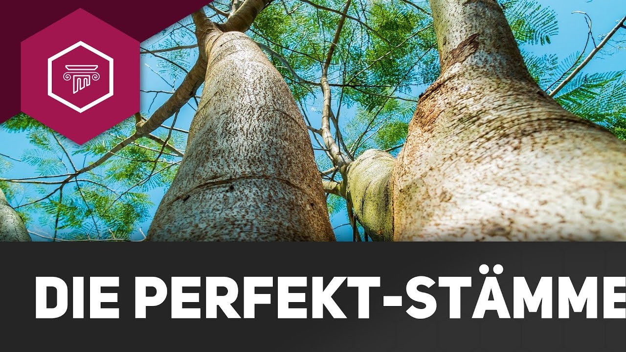 Die Perfekt-Stämme - Wortstamm (2)