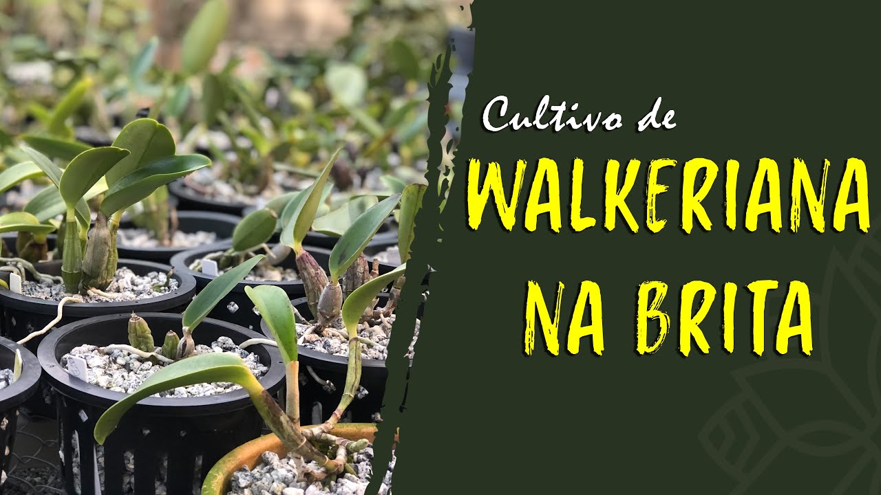 CULTIVO DE WALKERIANA NA BRITA