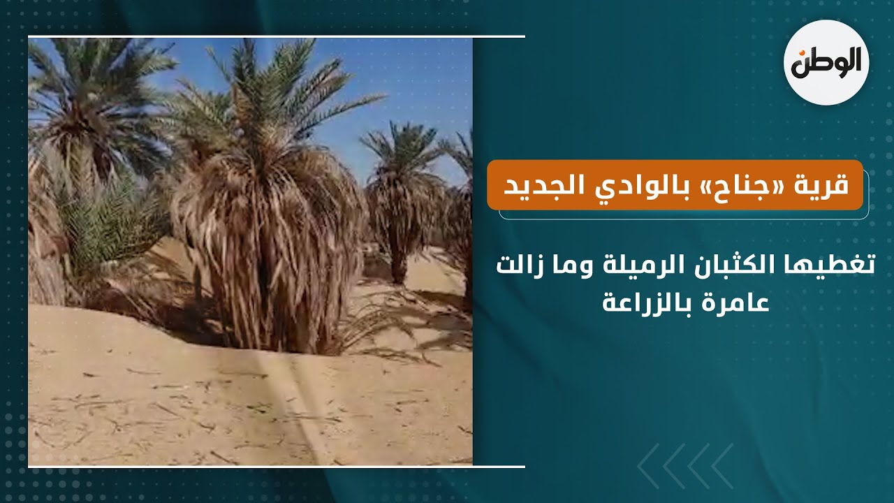 قرية «جناح» بالوادي الجديد.. تغطيها الكثبان الرميلة وما زالت عامرة بالزراعة