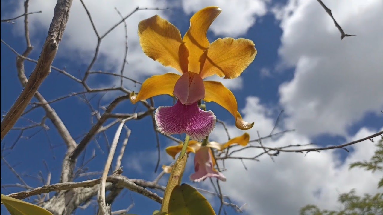 🟢EM BUSCA DE VARIAÇÕES DA CATTLEYA TENUIS NA NATUREZA!#natureza #orquídea #cattleya #habitat #flor