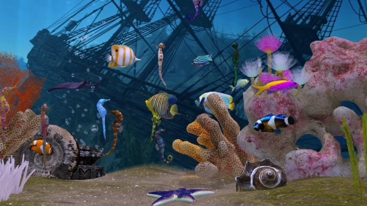  Salzwasser #fishtank Seepferdchen Fische Rochen Schildkröte #relax wassergeräusche Ambience #asmr 