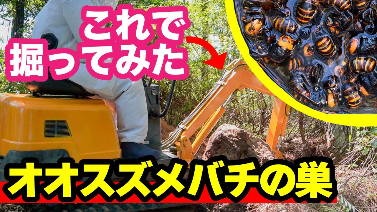 オオスズメバチの巣、ショベルカーで掘ってみた！  /  I dug up a giant hornet's nest with an excavator.