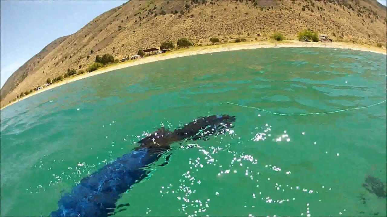 Spearfishing Bear Lake, Utah July 23 2012