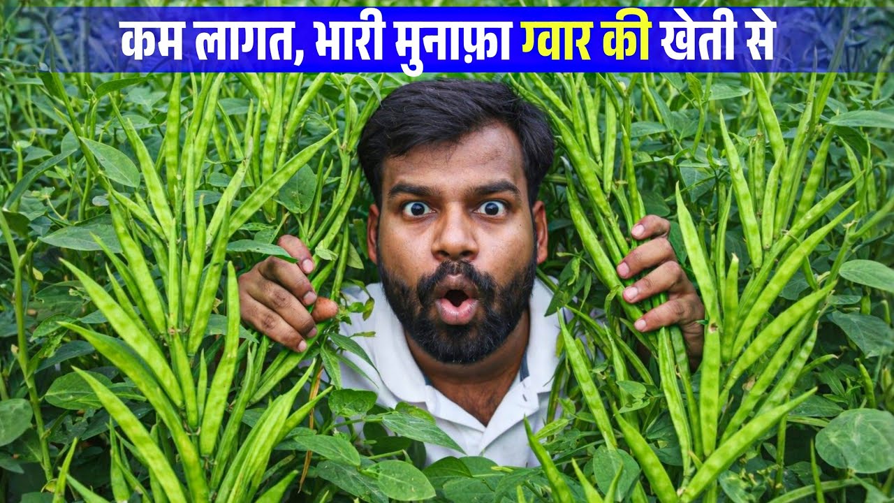 ग्वार की खेती से मालामाल | Guar ki kheti kaise kare | Cluster beans farming 