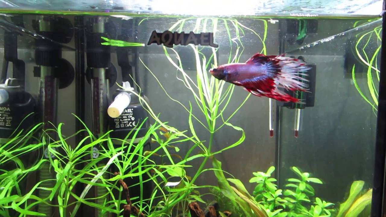[020-W02] 20L tank with betta