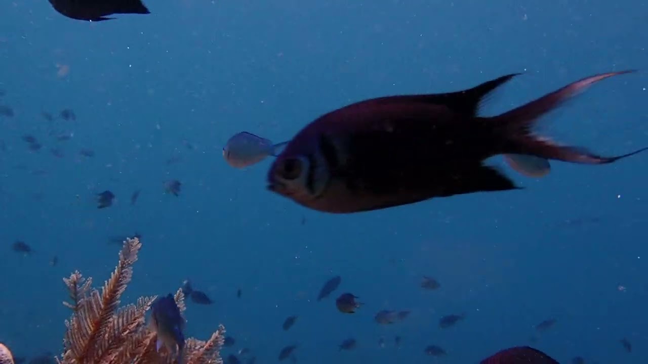 12 meters fish abundance #travel #reeflife #beach #nature #conservationefforts #protection