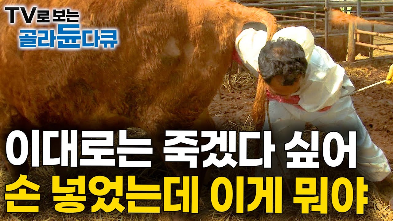빼내야 산다. 울부짖는 소를 살리기 위해 손을 집어넣었다｜대동물 응급상황｜송아지 분만｜극한직업｜#골라듄다큐