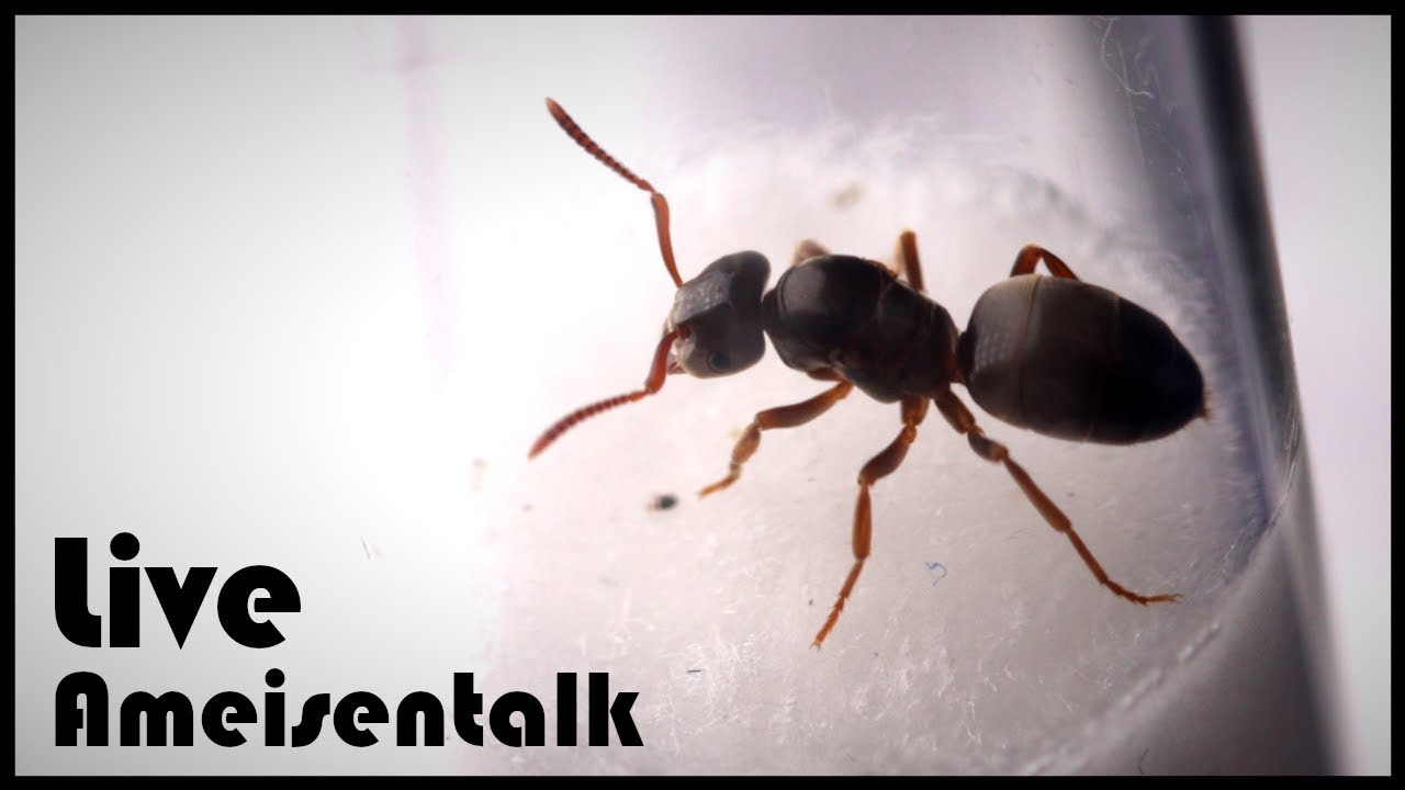 [nicht mehr live] Systematik der (heimischen) Ameisen - Ameisentalk