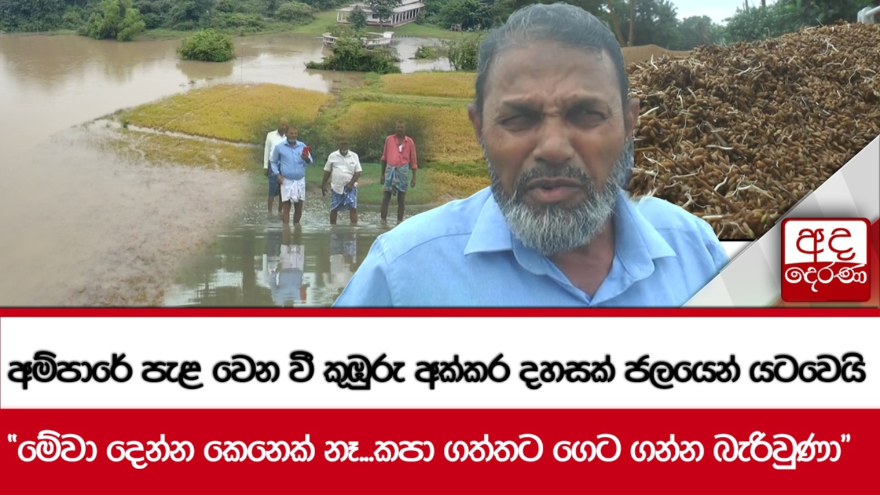 අම්පාරේ පැළ වෙන වී කුඹුරු අක්කර දහසක් ජලයෙන් යටවෙයි