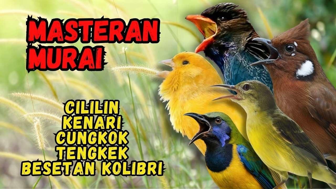 Masteran Murai Isian Cililin, Kenari, Cungkok, Tengkek, Besetan Kolibri