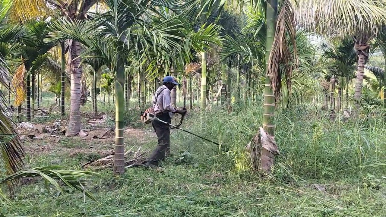 Grass cutting with grass cutting  at areca nut plant 
