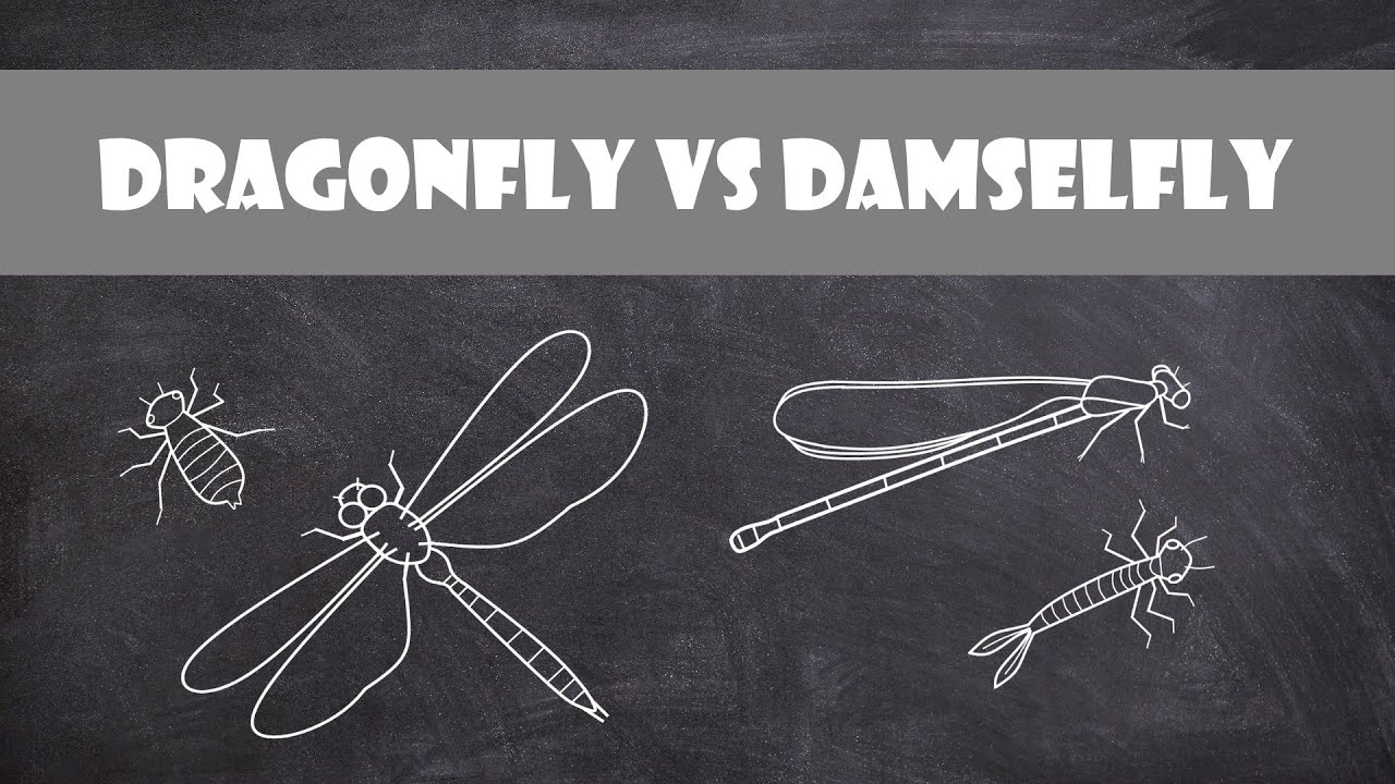 Differences between Dragonflies and Damselflies | Entomology