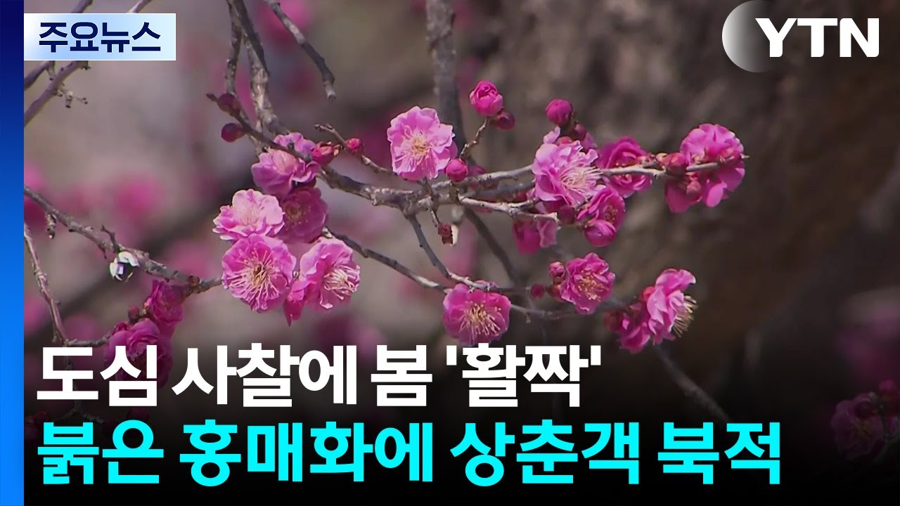 도심 사찰에 봄 '활짝'...붉은 홍매화에 상춘객 북적 / YTN