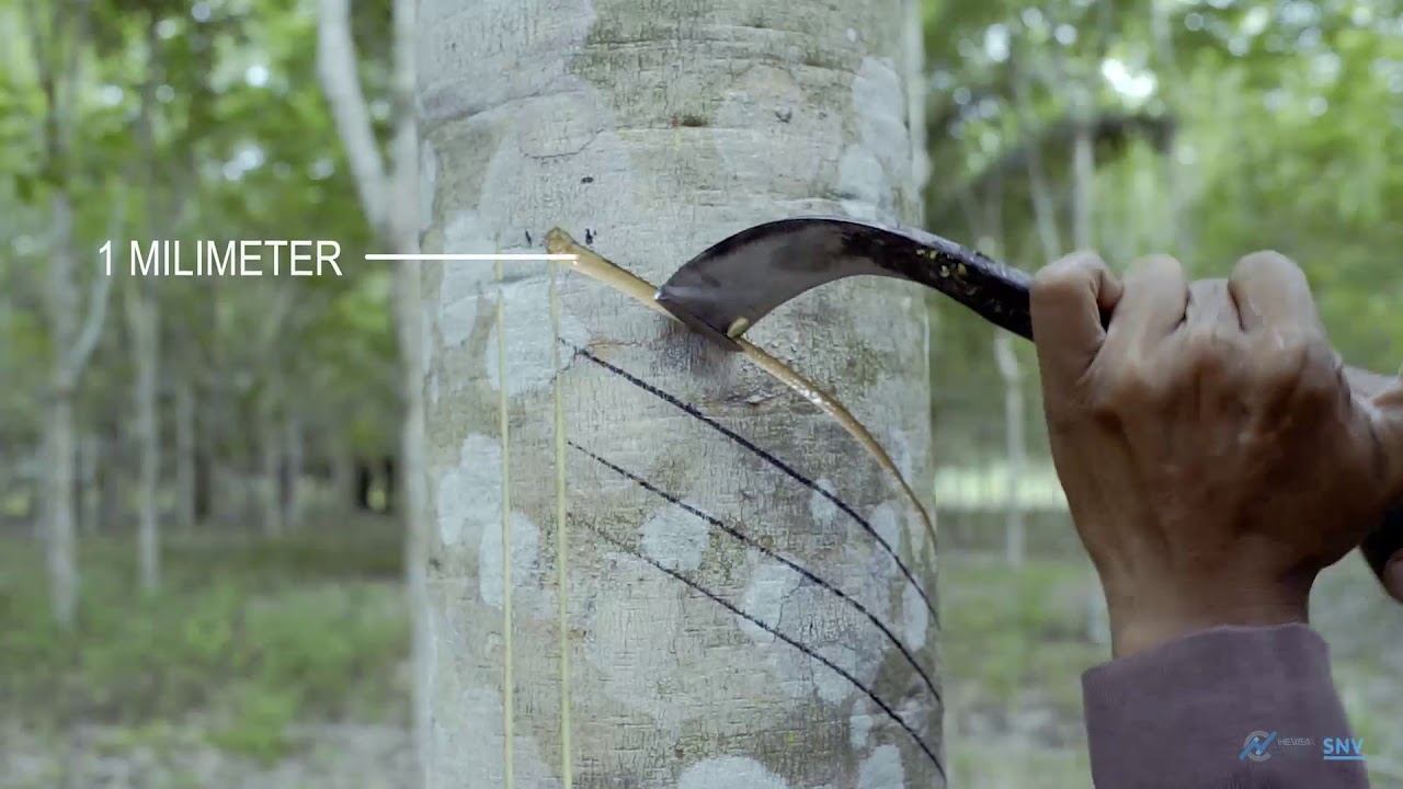 Agridence Rubber Grow Module 1 - Rubber tapping