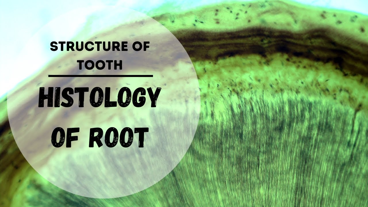 Structure of human tooth | Histology of Human Tooth