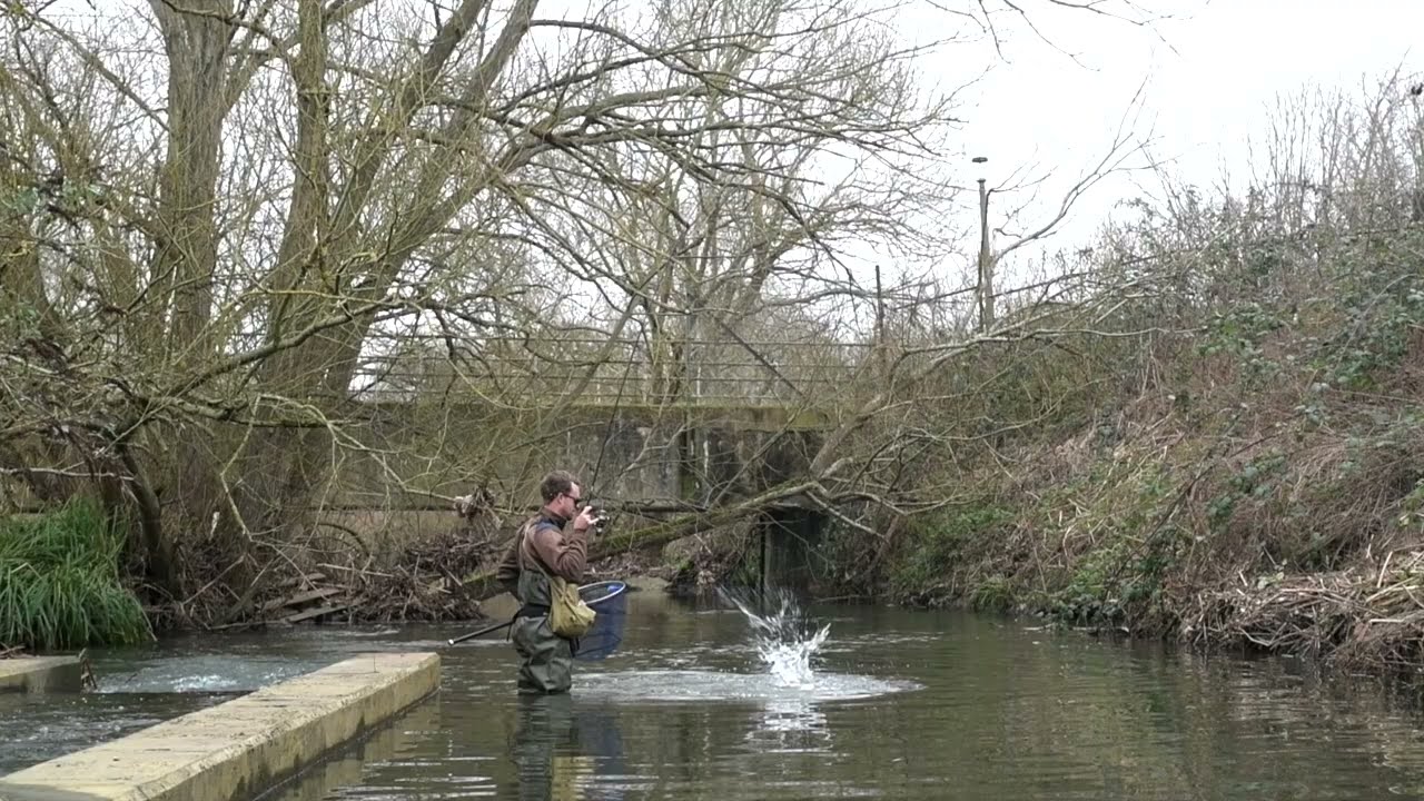 Hogsmill River Chub fishing - FINALLY found them