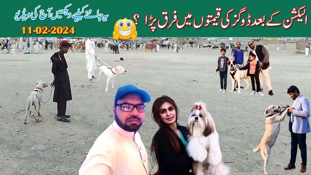 intersting video 2024 |  Gultair and Bully Dog Mandi 2024 | Mubashir info | video part 01