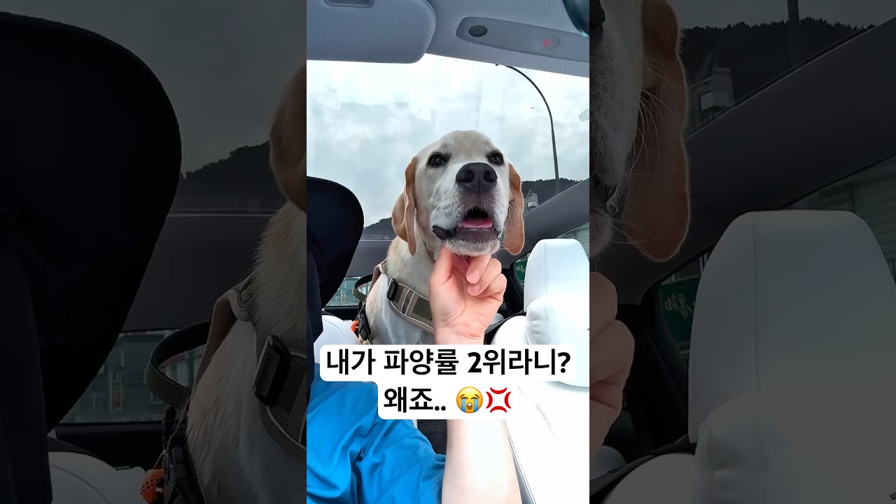 래브라도 파양률이 높은 이유.. 근데요.. #래브라도 #강아지 #리트리버 #반려견 #애견영상