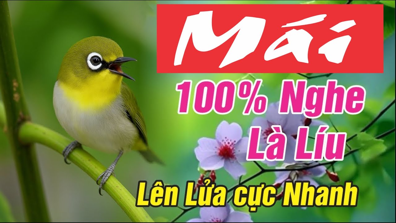 Khuyên Mái Kích Trống Nhanh Căng Lửa