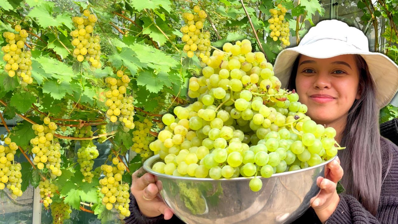FILIPINA BRITISH LIFE IN UK: HITIK NA HITIK ANG  BUNGA NG GRAPES! LIBRENG PRUTAS