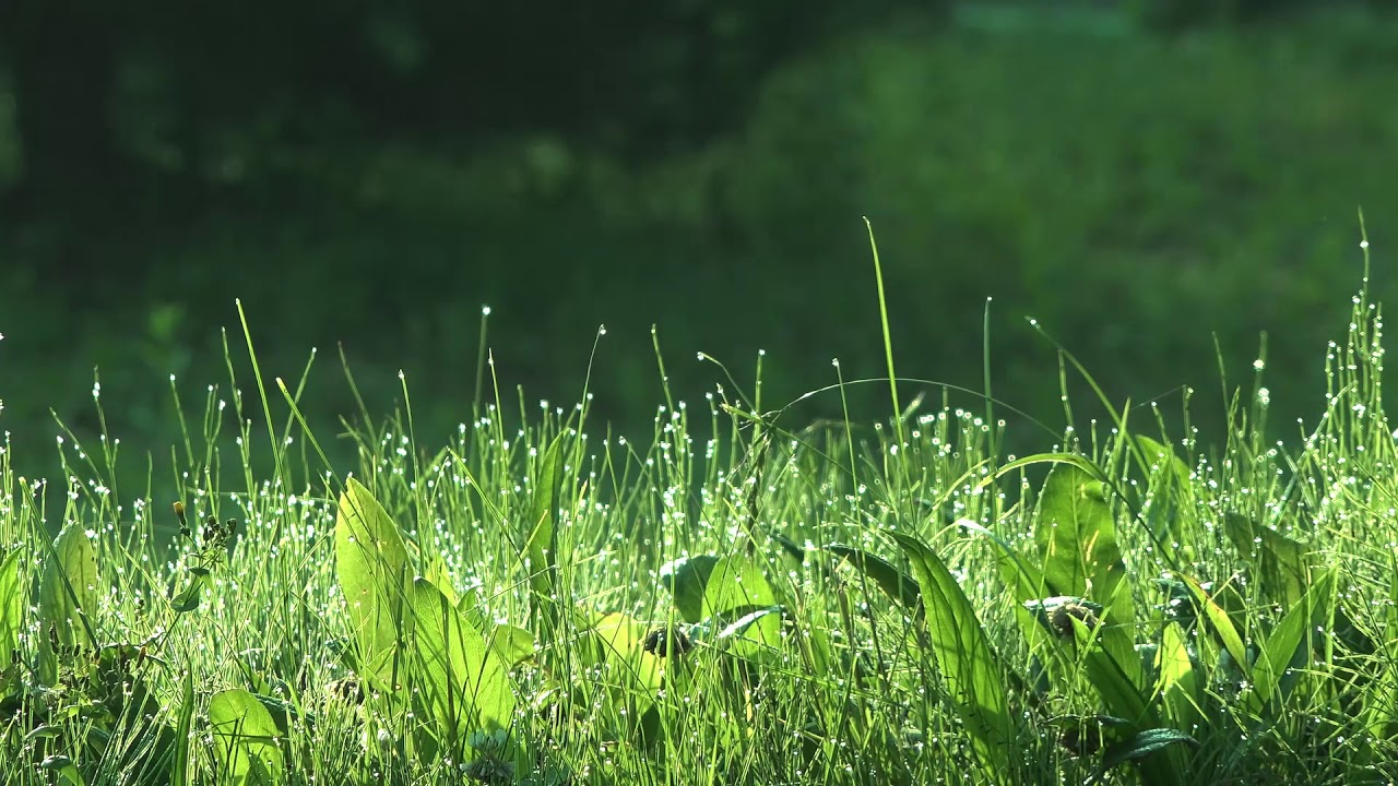 Dew On The Grass / Sounds Of Crickets And Singing Birds In The Early Morning