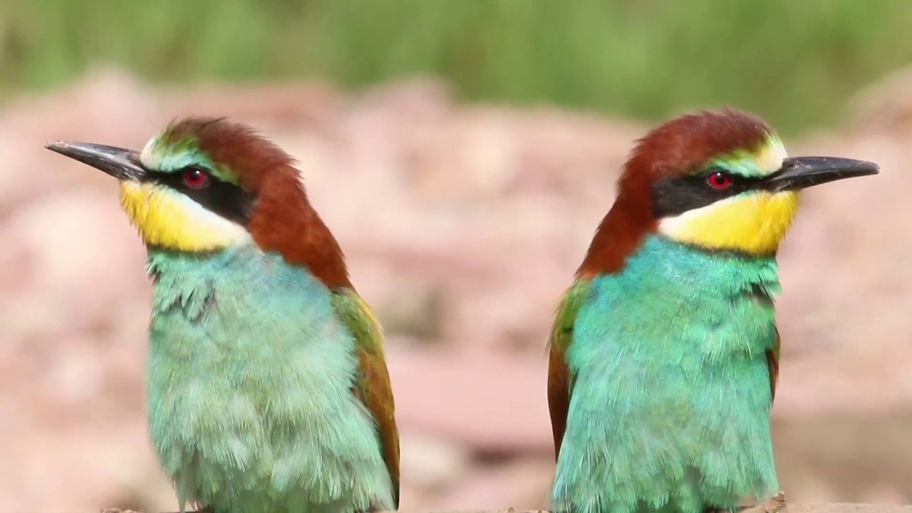 Bienenfresser Teil I. Ein Film von Arno Werner