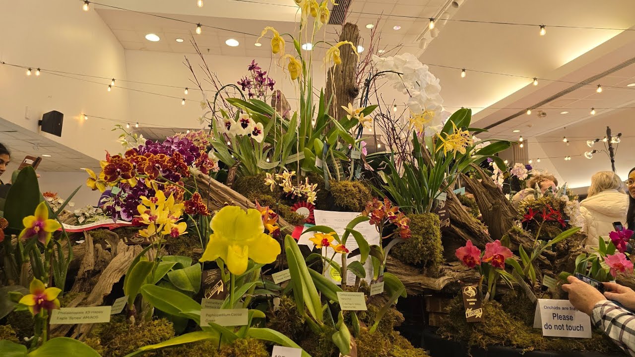 Sophie's Garden 2026 Toronto Orchid Show多伦多兰花展