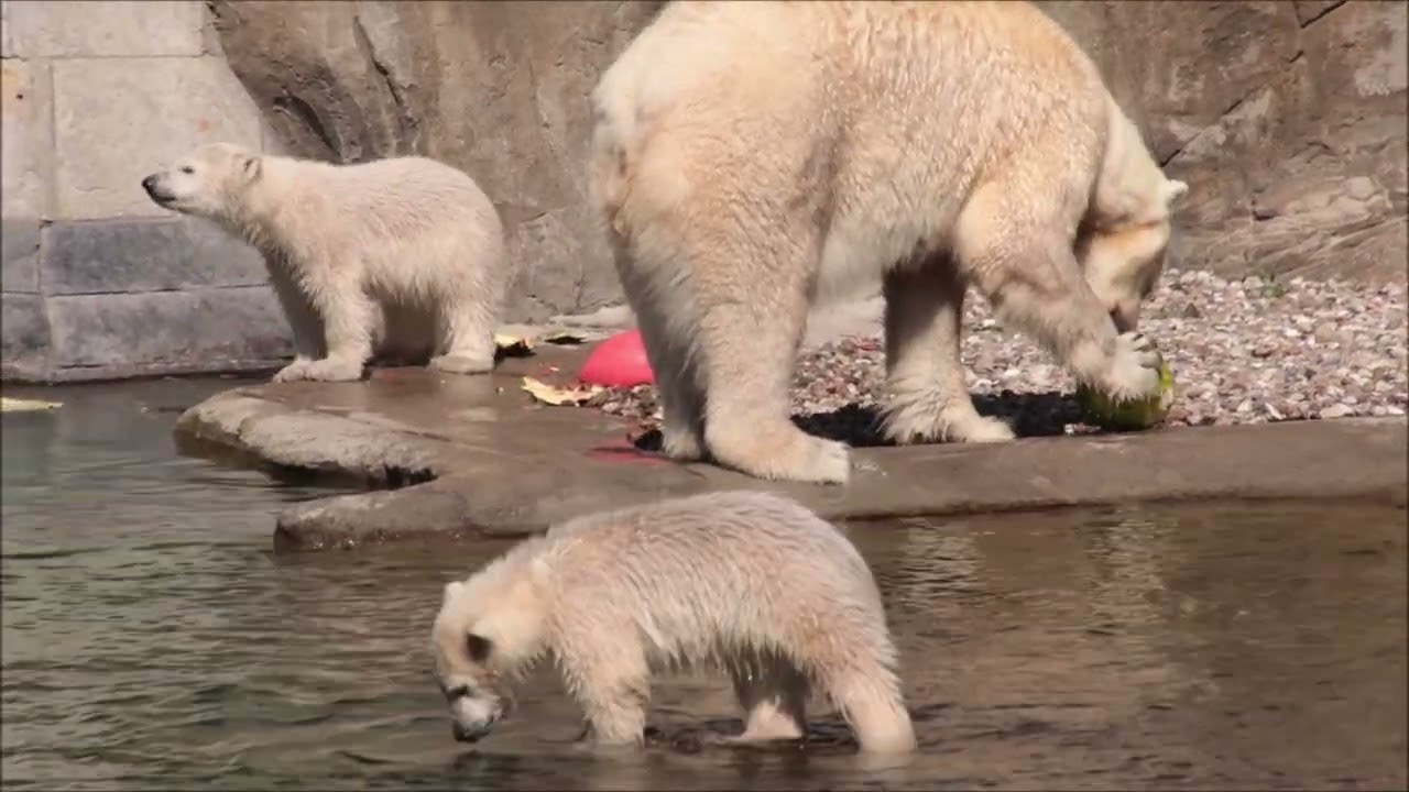 Eisbären Kaja, Skadi und Sizzel im Zoo Rostock am 17.04.2022