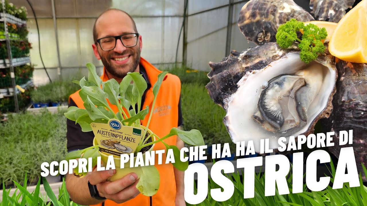 Erba Ostrica: Scopri la Pianta che ha il Sapore di Ostrica, la Mertensia Marittima