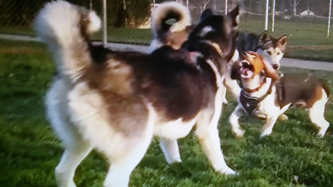 Beagle Battles Bully Dogs At Dog Park