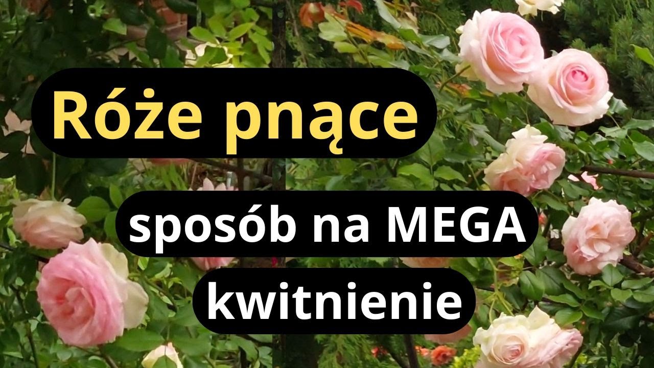 Jak osiągnąć takie bajeczne kwitnienie róż pnących, kwitnący ogród w czerwcu, róże i późne piwonie