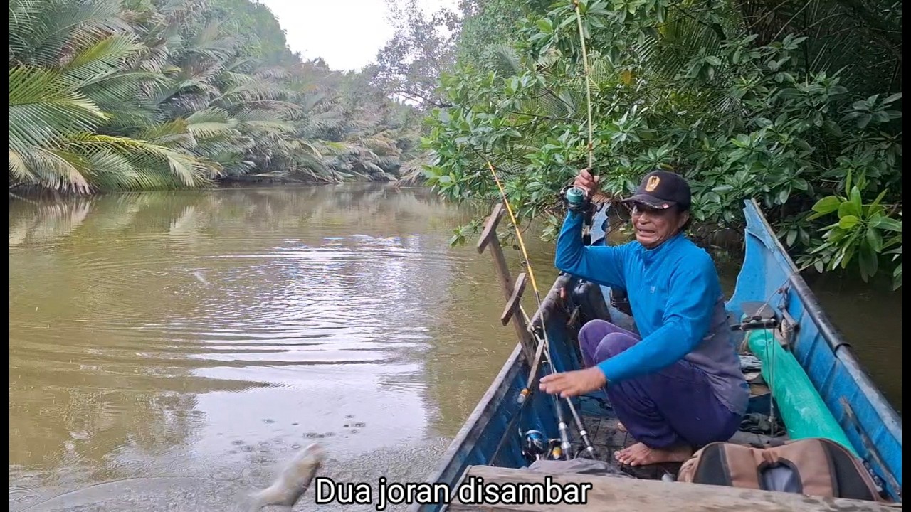 Banyak sambaran ikan Mangrove Jack, kakap Tompel dan ikan Kerapu kali ini