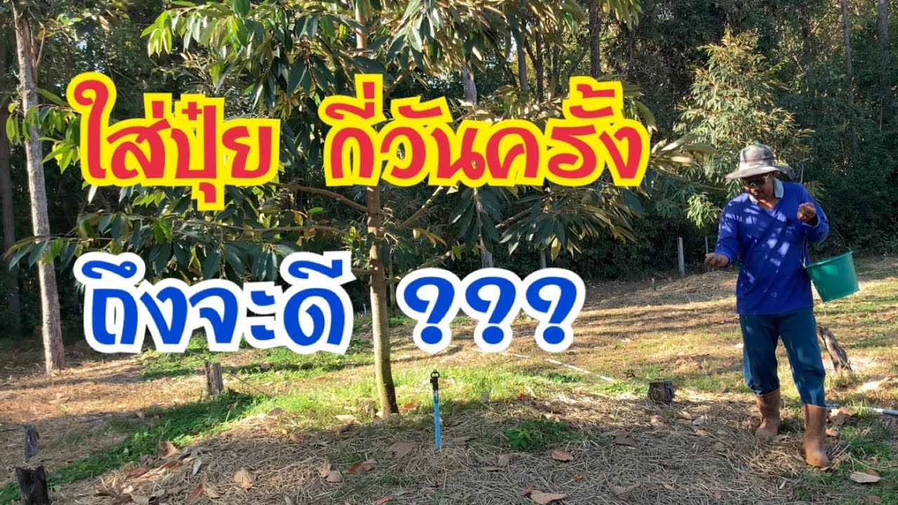ใส่ปุ๋ยกี่วันครั้งถึงจะดี #ทุเรียนเล็ก #ทุเรียน #ทุเรียนอีสาน #ปลูกทุเรียนภาคอีสาน 
