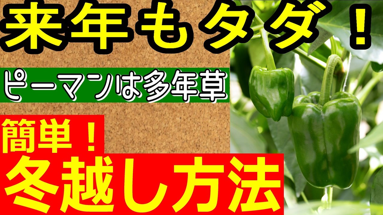 【ピーマンの冬越し】来年も無料！簡単で無限にピーマンを収穫する方法