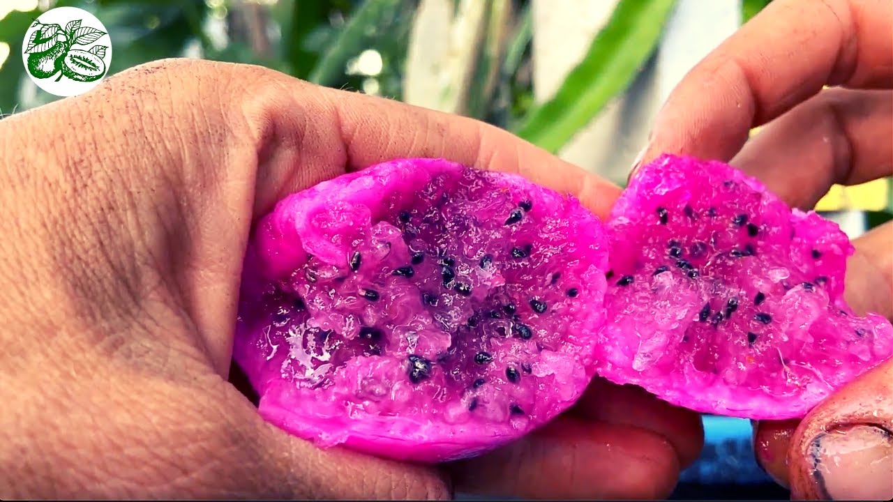Pink Panther Dragon Fruit - How To Train your vine