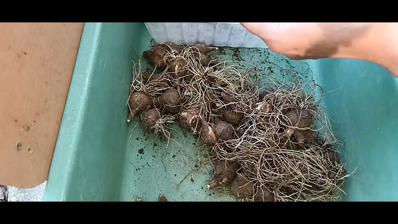Размножаване и засаждане на луковици