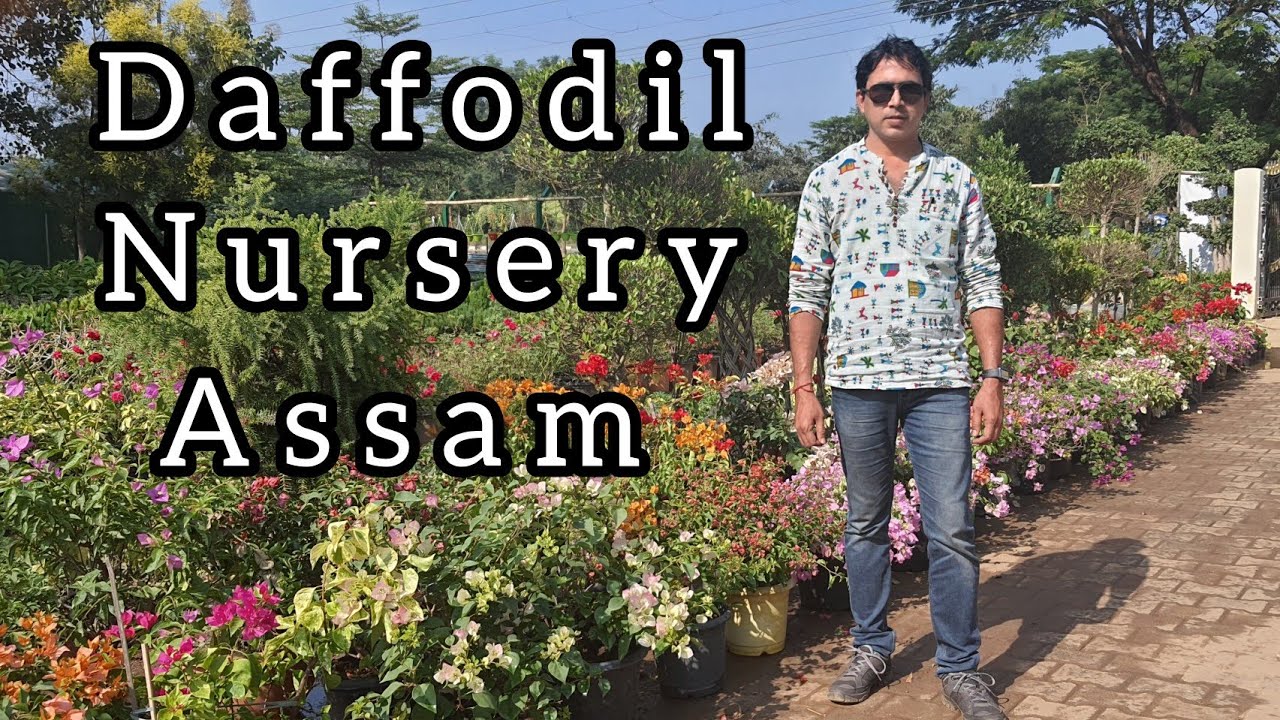 Daffodil Nursery, Assam