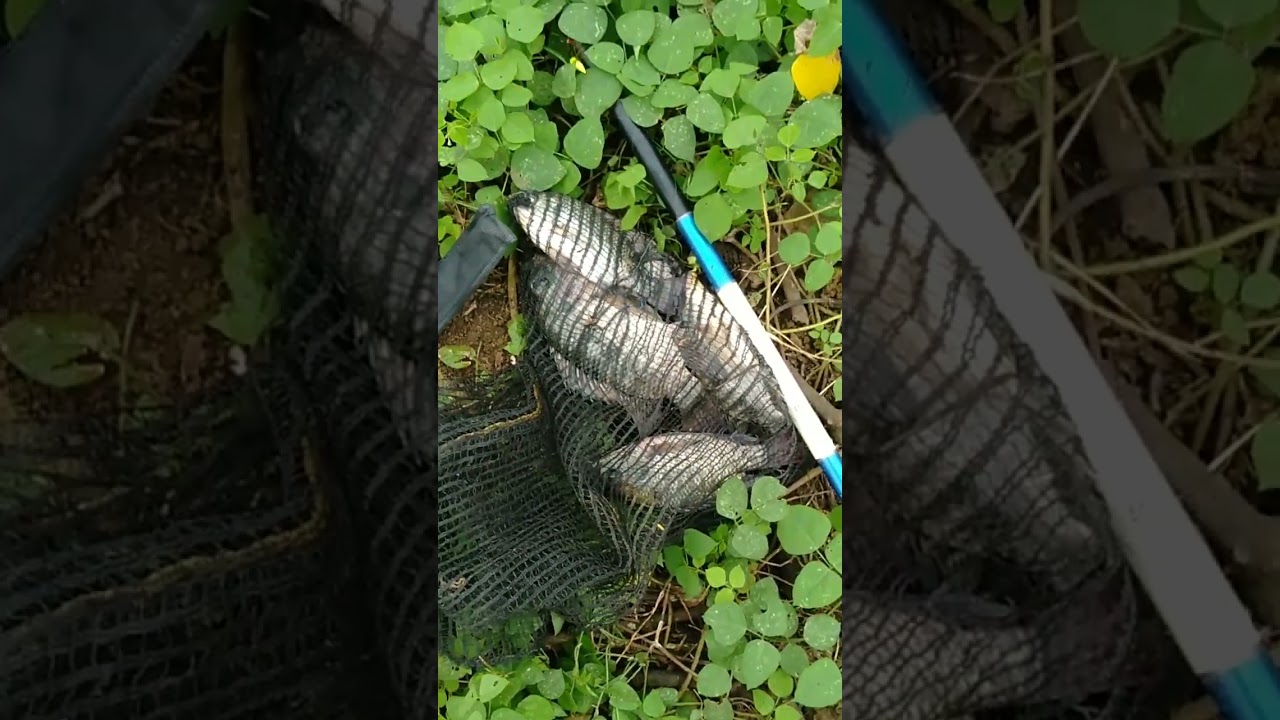 Davira OT, SPORT Mancing Mujair#Sport#Sport#Mancing#Mujairrr,,,#