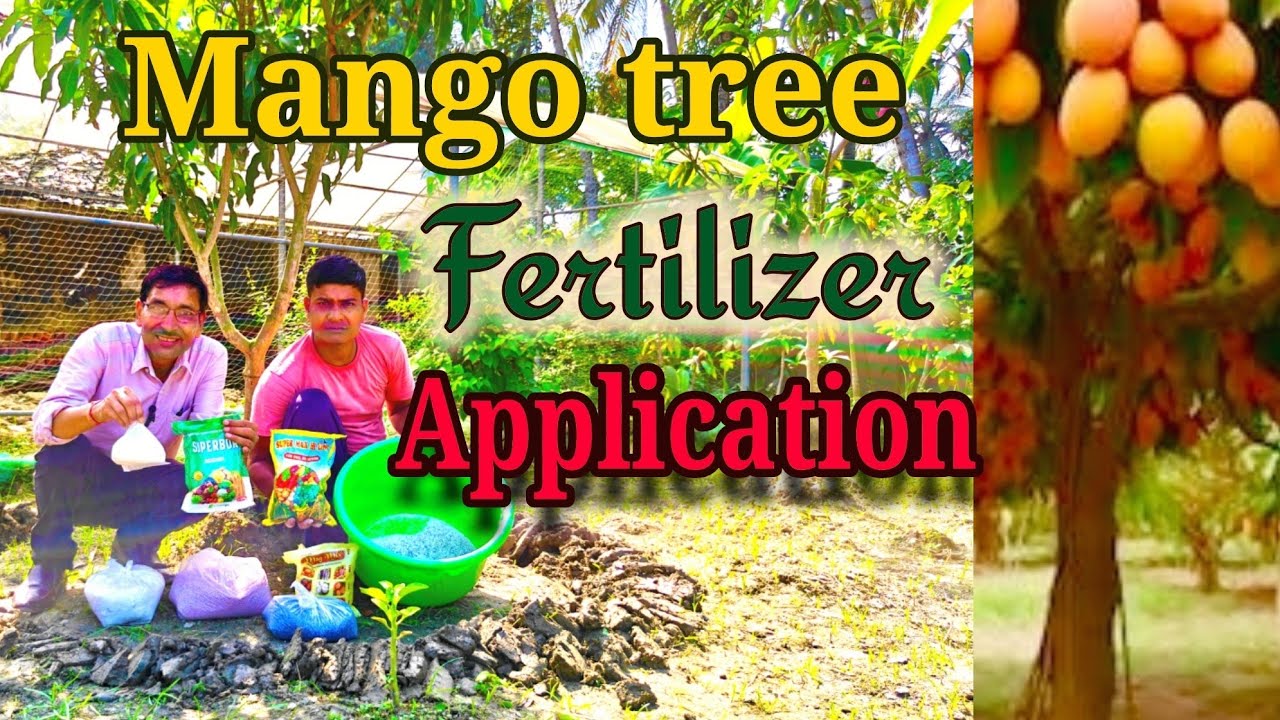 How to Apply Fertilizer to a Mango Plant. Mango tree fertigation tips