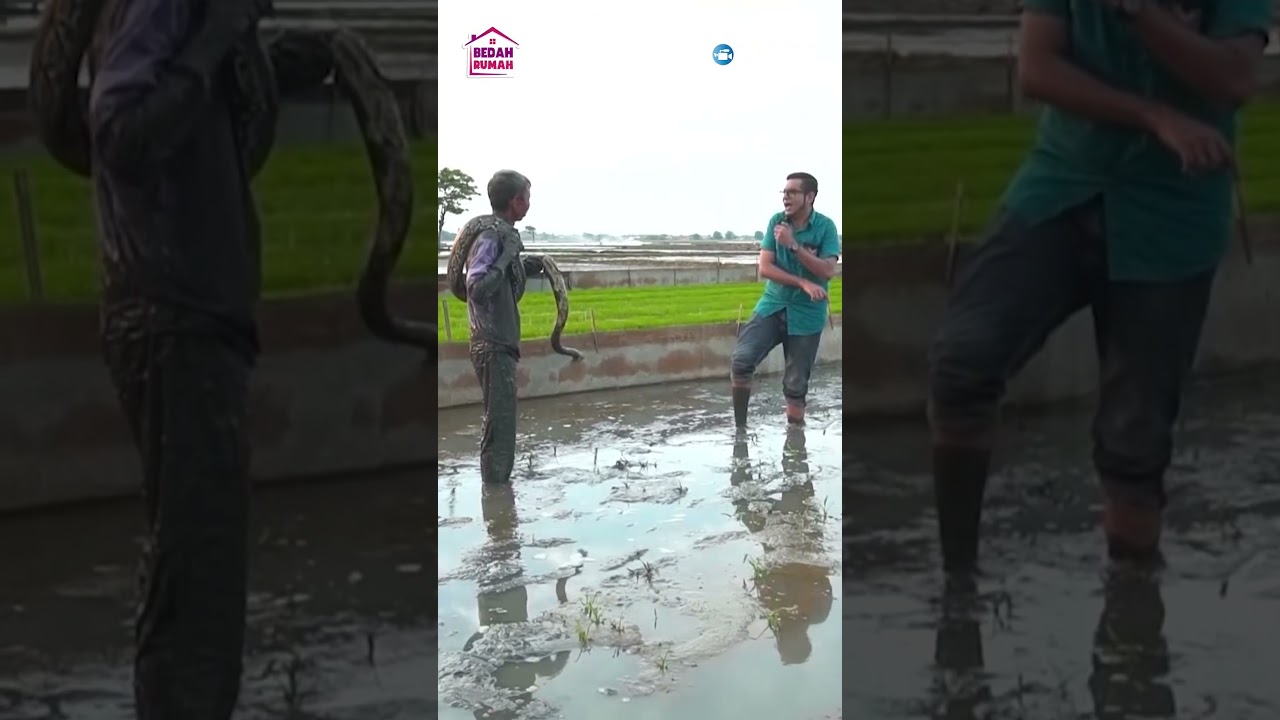 BOBBY MAULANA KETAKUTAN LIHAT ULAR SANCA DI SAWAH #shortvideo #bedahrumah