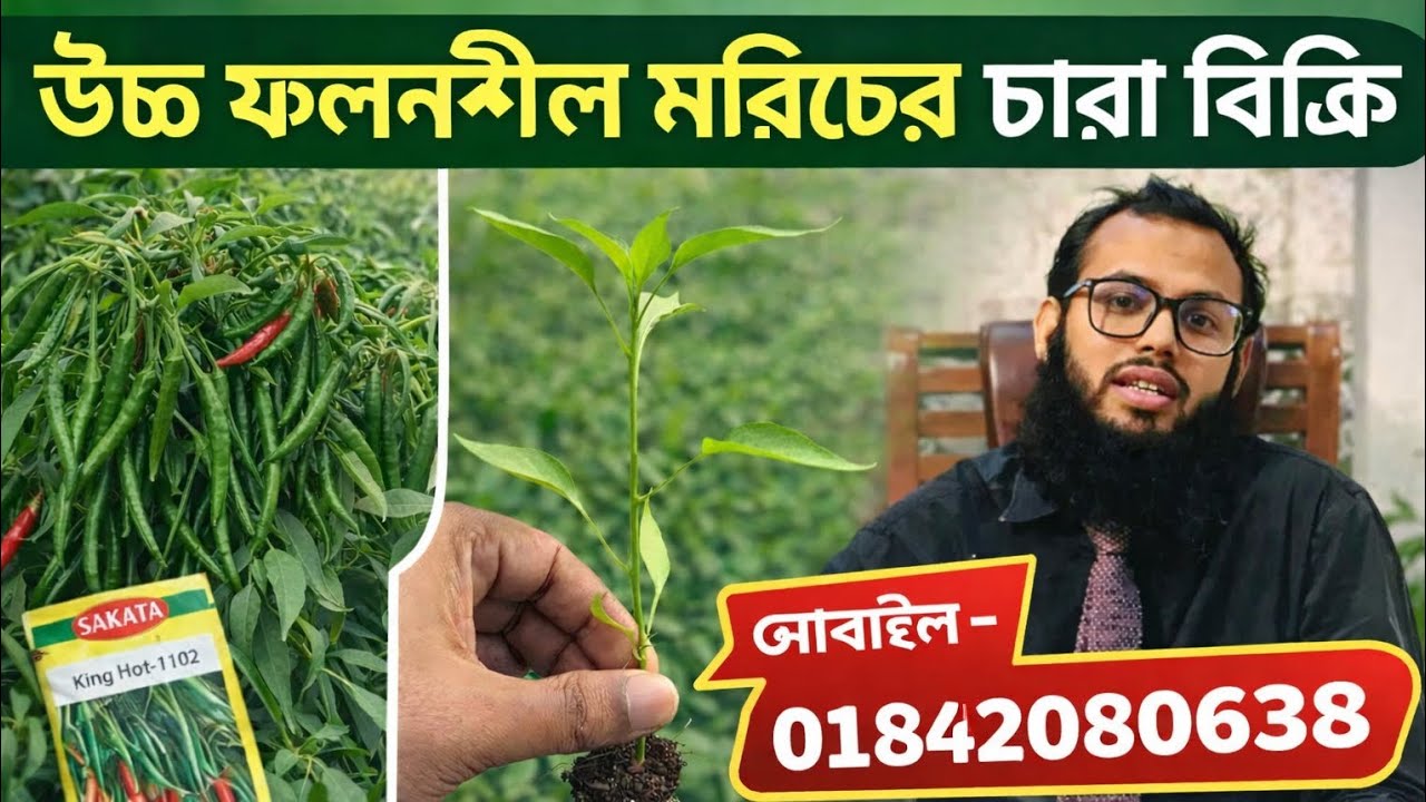 কোকোপিটে উৎপাদিত মরিচের চারা। 01842080638।মরিচ।নার্সারি।চারা।কোকোপিট। উচ্চ ফলনশীল। 