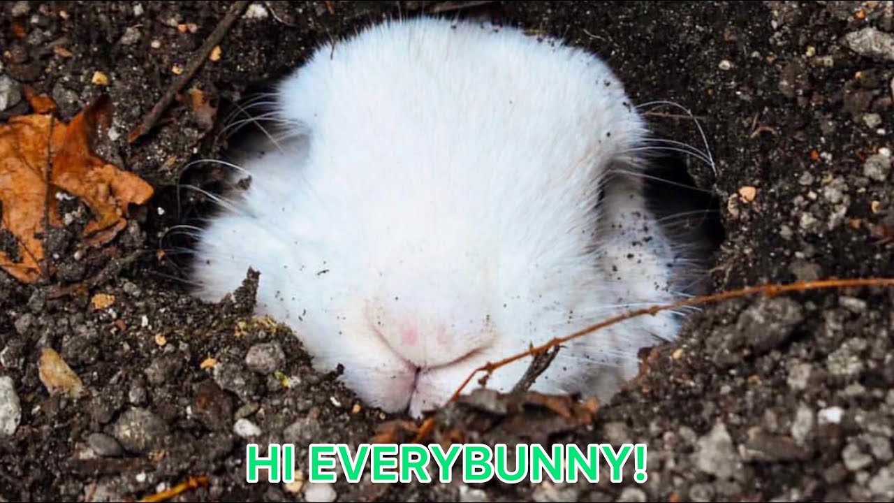PET BUNNY BUILDS HER VERY OWN BURROW!